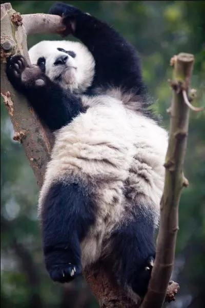 Quel est cet animal ?