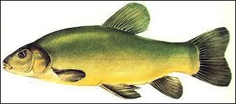 Quel est ce poisson ?