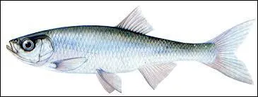 Quel est ce poisson ?