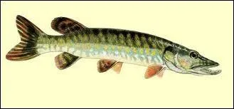 Quel est ce poisson ?