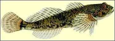 Quel est ce poisson ?