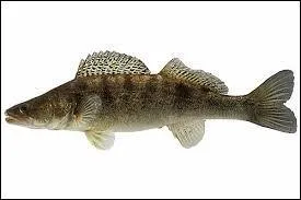 Quel est ce poisson ?