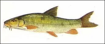 Quel est ce poisson ?