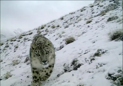 Sur cette photo, c'est un ocelot que vous admirez !