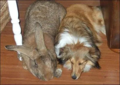 Cette photo est trs bien truque, un lapin ne peut pas tre aussi gros !