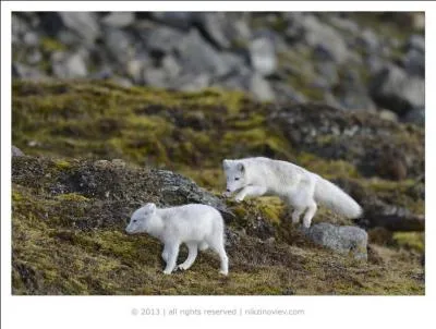 Le renard polaire est aussi appel isatis !