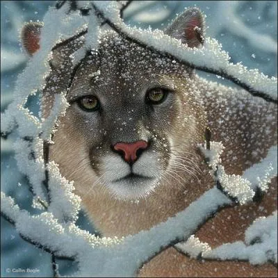 Le puma est aussi appel  lion des montagnes  !