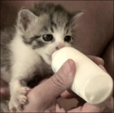 Merci d'avoir jou ce quiz, si en plus vous le notez bien, je vais...