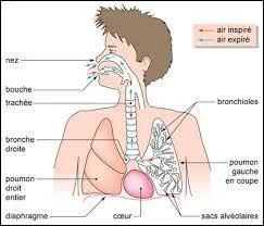La frquence respiratoire. Donnez-moi la dfinition de frquence respiratoire.