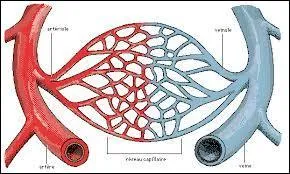 Les artres et les veines, je connais. Mais qu'est-ce qu'un capillaire sanguin ?