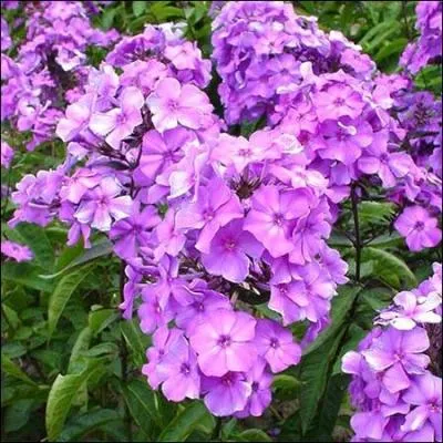 Ces jolies fleurs colores sont ...