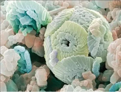  l'exposition des fossiles, j'ai vu deux  trs rares.