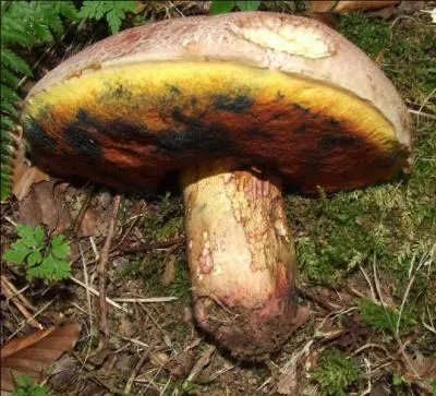 Ce bolet est presque tomenteux.