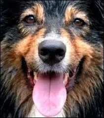 Anhler est un synonyme de haleter.