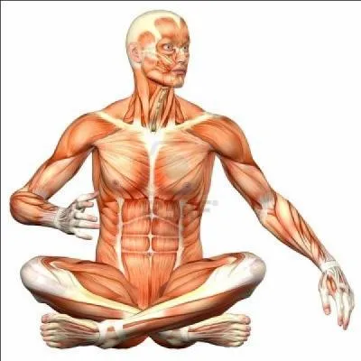 Qu'est-ce que la phrnologie ?