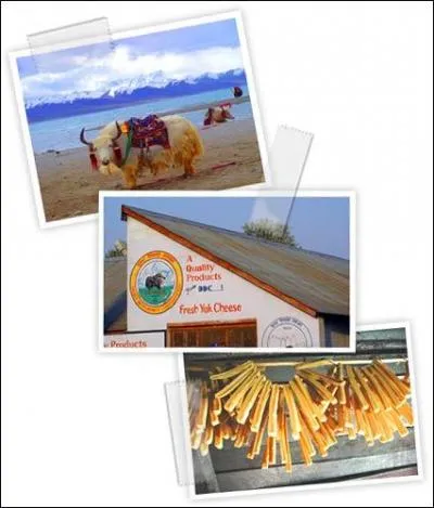 Voulez-vous un collier de chura ? Ce fromage  pte dure, peu gras, a la particularit de ne pas suer, ne pas transpirer, mme en restant longtemps au soleil. Il est le fromage idal  emporter en randonne. Avec le lait de quel animal est-il le plus souvent fabriqu ?