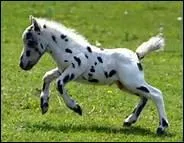 Le trot est une allure :