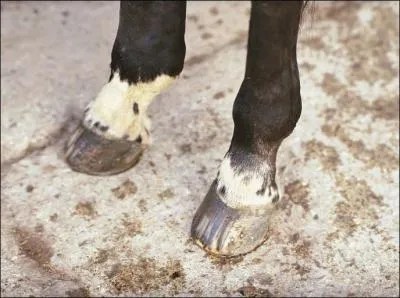 Si le sabot de son cheval est chaud, cela signifie que :