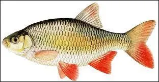 Quel est ce poisson ?