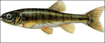 Quel est ce poisson ?