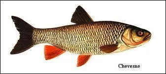 Quel est ce poisson ?