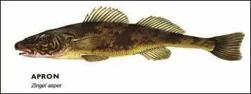 Quel est ce poisson ?