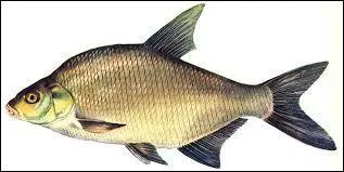 Quel est ce poisson ?