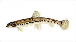 Quel est ce poisson ?