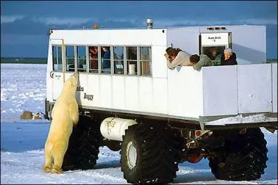 Vous voulez visiter Churchill et voir des ours polaires en libert ? Oui, et bien partez pour le Canada et atterrissez ...
