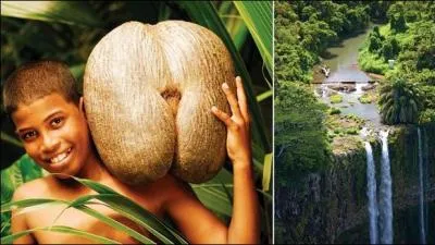 Vous voulez voir un  coco-fesses  de plus prs ? Allez visiter l'le de Praslin ...