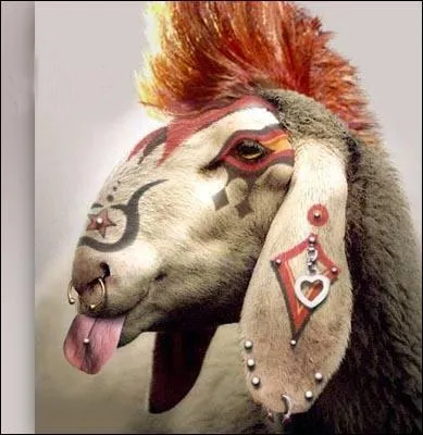 Des moutons encore et toujours, atterrissez  Auckland et visitez ...