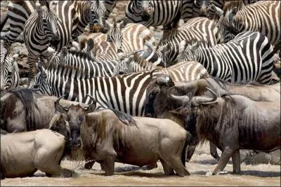 Deux pays sont concerns par cette immense migration, alors n'oubliez pas votre camra et suivez la rivire Mara !