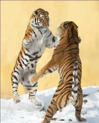 Prvoyez des moufles, il n'y fait vraiment pas chaud l'hiver !