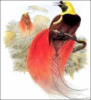 Magnifique oiseau au plumage somptueux. Comme la majorité des ------, le ------ vit dans les forêts tropicales humides et les forêts d'altitude de Papouasie-Nouvelle-Guinée.