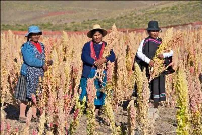 Cette plante est une variété de la famille des Chenopodiaceae. Le quinoa est originaire des alentours du lac Titicaca, -----.