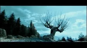 O mne le passage secret du Saule cogneur ?