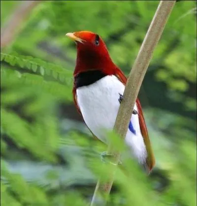 J'ai ma fourche qui langue, a souvent m'arrive !