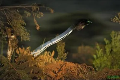 Dans cette comdie grecque antique, moi Aristophane, c'est en mon nom que je vous parle !