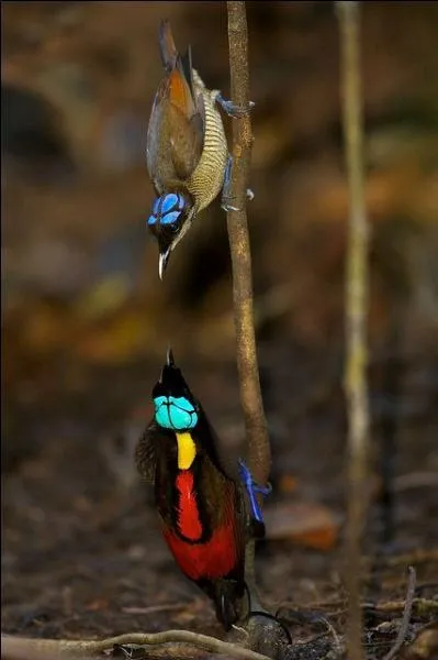 Titi pour d'anciens Lutciens !