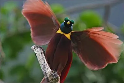 Tricheur quizbizien, amateur de logiciels de triche !