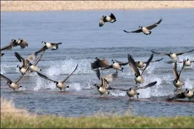 galement connues sous le nom d'oies noires, les -------- volent en groupes et forment de grands V quand elles migrent. Les individus placs en tte facilitent le vol de ceux qui suivent. Pour pouvoir parcourir de longues distances, il leur faut changer rgulirement de rang dans le groupe.