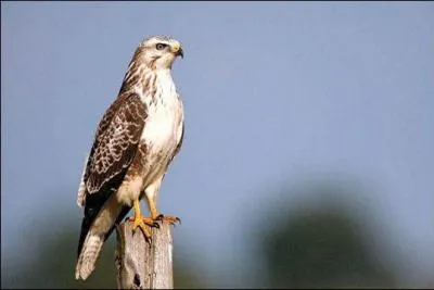 Si les -------- peuvent vivre tout au long de l'anne en Europe, les individus qui nichent plus au nord et en Russie migrent en Afrique ou en Asie en hiver.