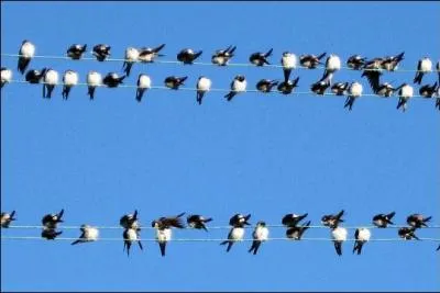 Le retour des ------- en France annonce l'arrive du printemps. Lorsque ces dlicats oiseaux se regroupent comme ici  la fin de l't, ils s'apprtent  migrer vers des zones plus chaudes pour passer l'hiver, notamment en Afrique. Ils peuvent ainsi parcourir plusieurs milliers de kilomtres.