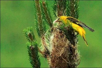 Quel est ce joli oiseau qui ne peut passer inaperu avec sa belle couleur jaune, bien qu'il aime se cacher dans les feuillages ? Originaire d'Afrique, il vole jusqu'en France au printemps pour se reproduire.