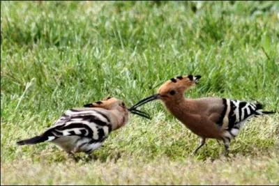 J'ai une attirance particulire pour ces beaux oiseaux, gracieux lgants, peut-tre parce que je les connais. Ils passent gnralement l'hiver en Afrique du Nord, et partent souvent ds le mois d'aot, une fois la nidification termine. En France, ils reviennent  partir de mars.