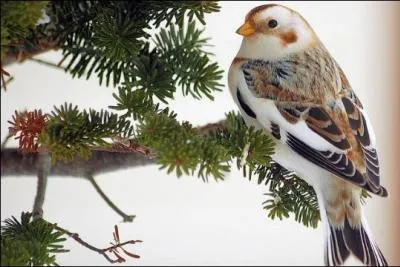 Chaque hiver, les ------- font leur apparition sur les ctes du Nord de la France, en provenance de Scandinavie, voire de Sibrie ou d'Islande. Ils hivernent le plus souvent le long des ctes.
