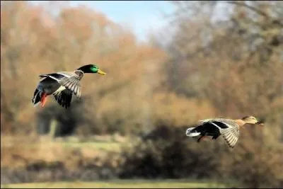 galement appel canard mallard, ------- est le plus commun et le plus rpandu des canards sauvages. Les populations nordiques migrent vers le Sud pendant l'hiver avant de retourner dans leur zone de nidification pendant l't.