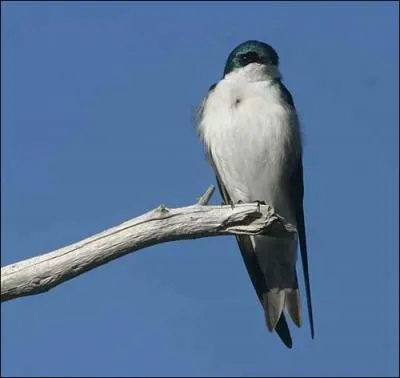 Admirez -------, commune et nicheuse sur l'archipel de Saint-Pierre et Miquelon.