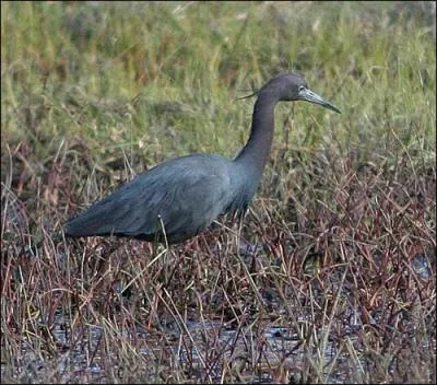 Elle parat un peu perdue cette ---------, bien loin de son site de nidification.