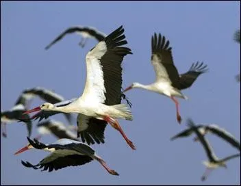 Que reconnaissez-vous ici ?